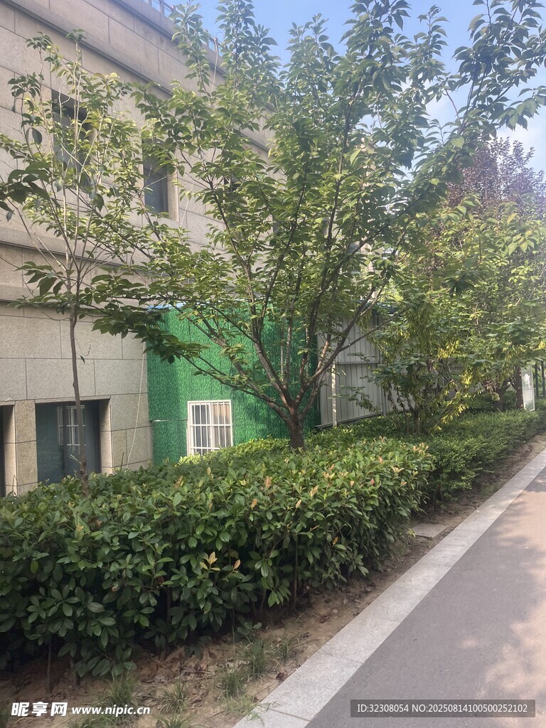 街道旁绿意盎然的建筑景观