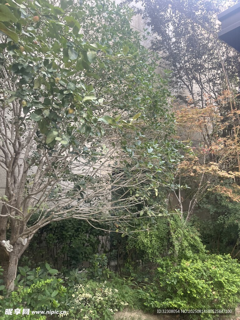 繁茂树林中的绿植景观