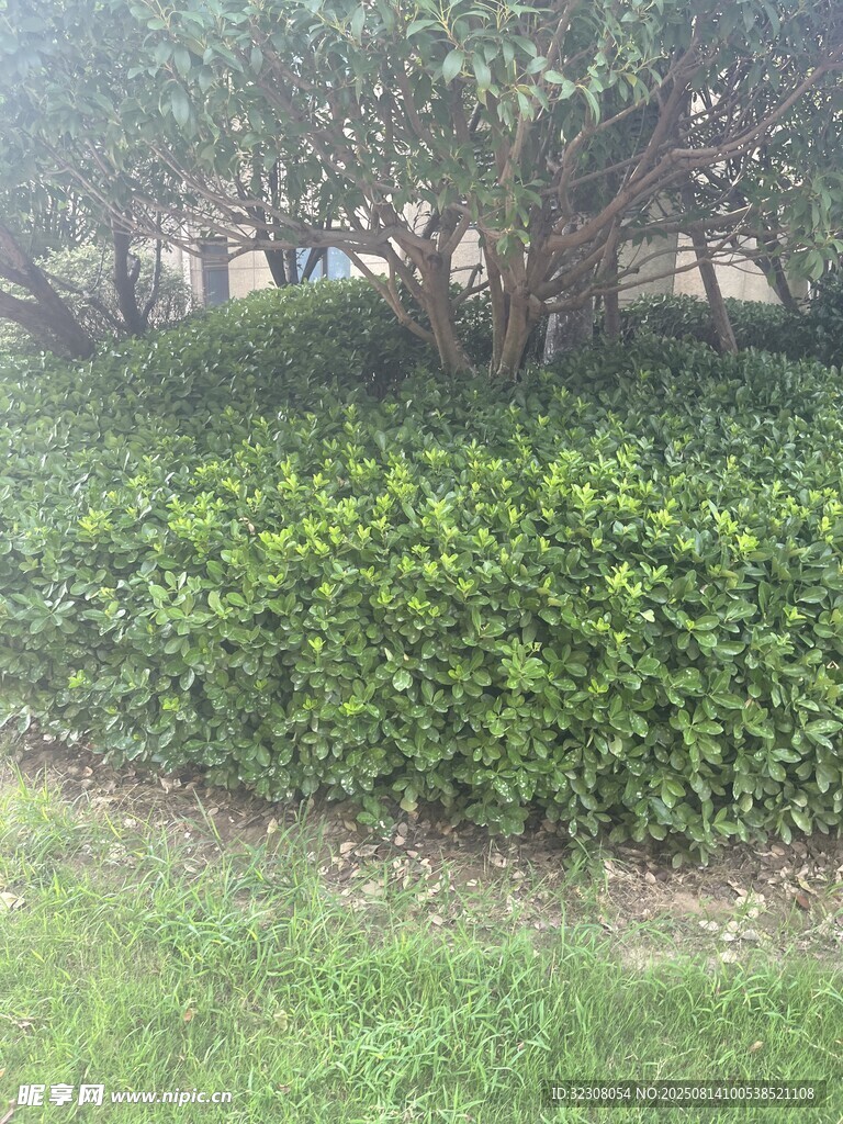 绿意盎然的灌木丛景观