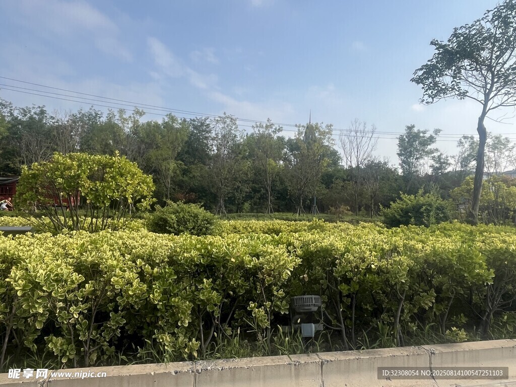 路边繁茂绿植景观