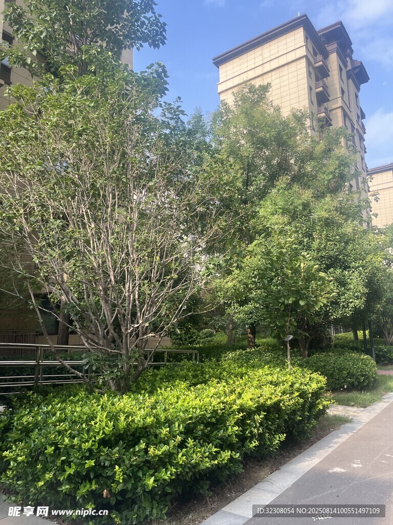 小区内绿意盎然的景观道
