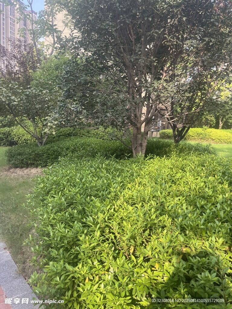 绿意盎然的林间小道