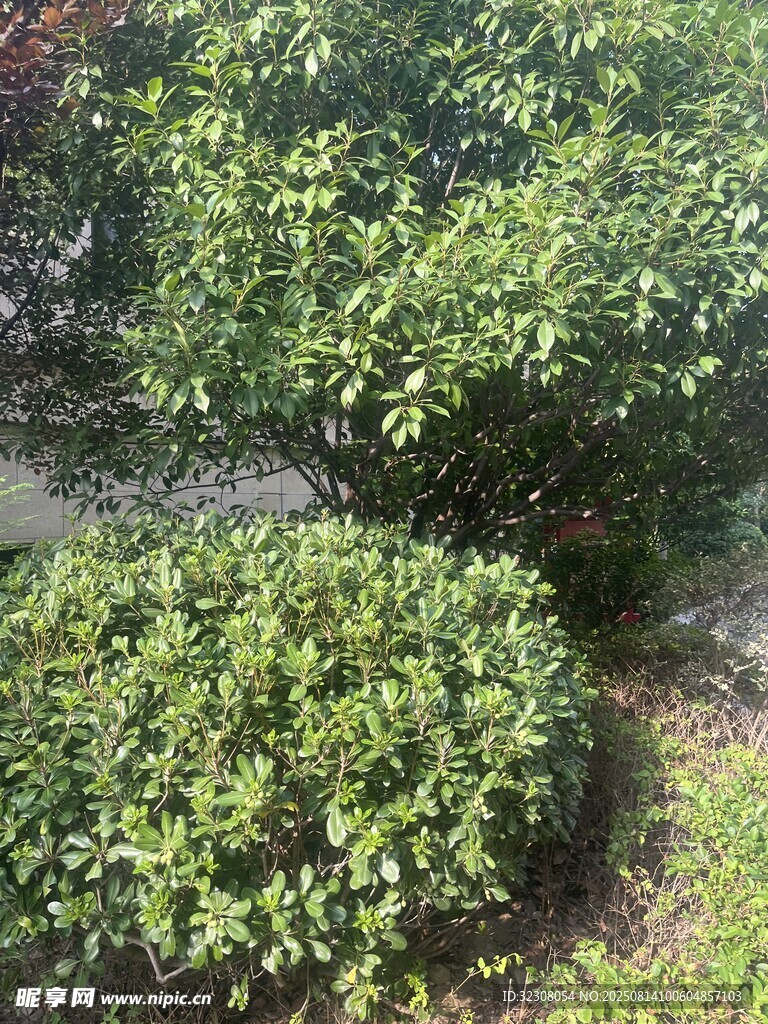 绿叶繁茂的灌木丛