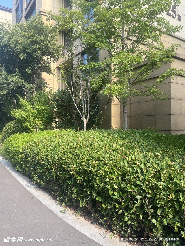 城市路边绿意盎然的灌木丛