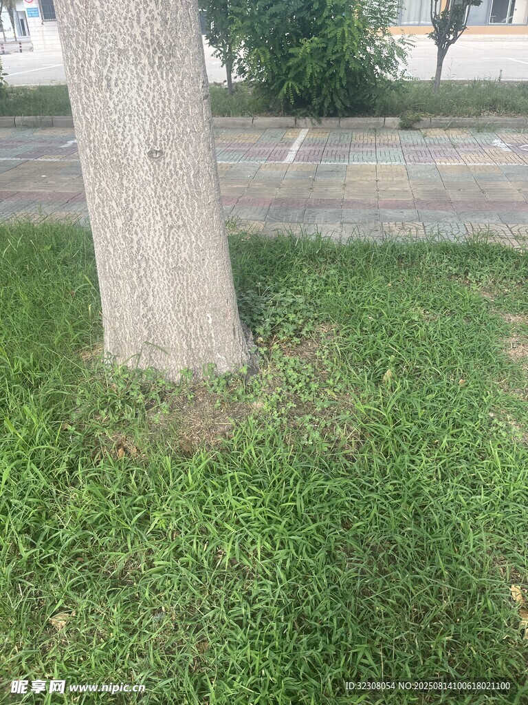 树下绿草景象