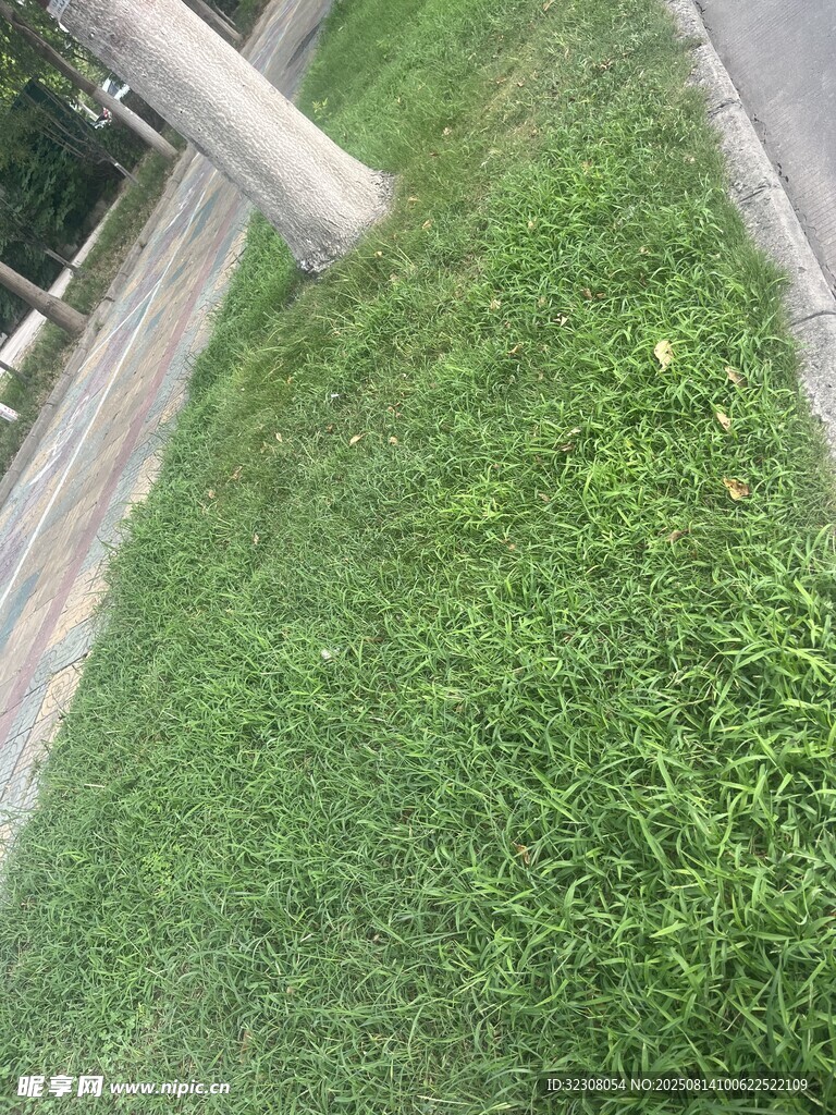 路边翠绿草地
