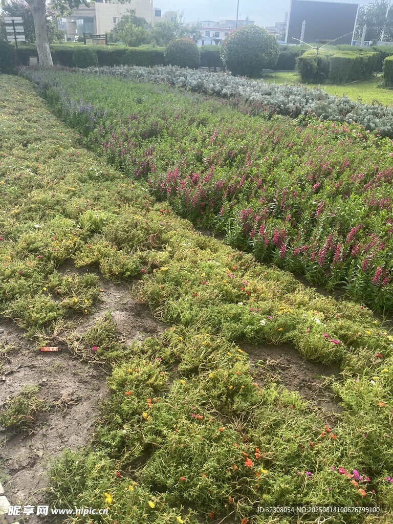 农田中的绿色植物景观