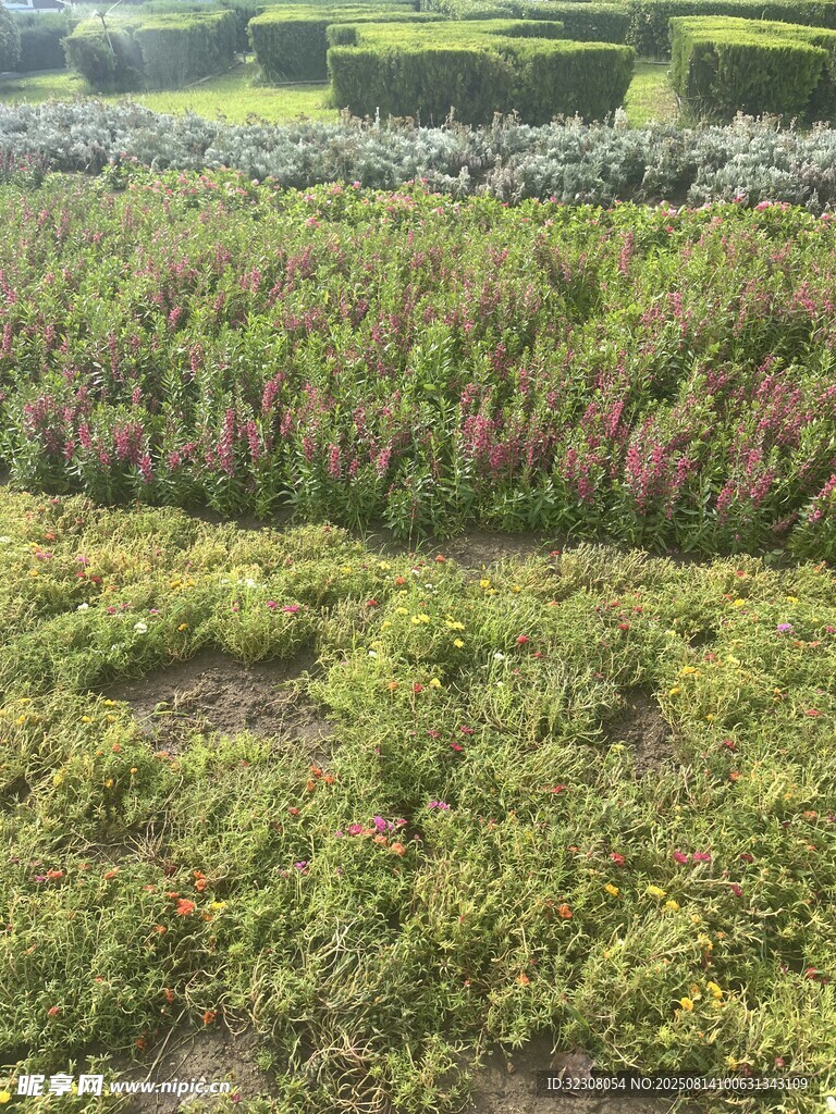 多彩繁茂的植物景观