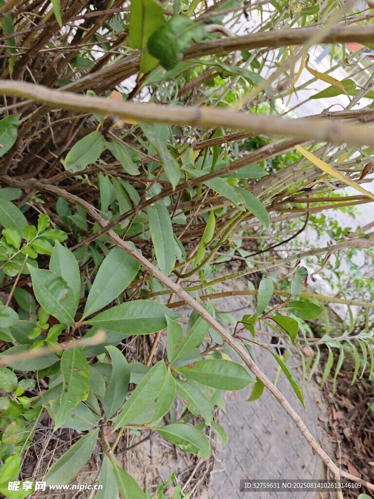 路边繁茂的绿色植物