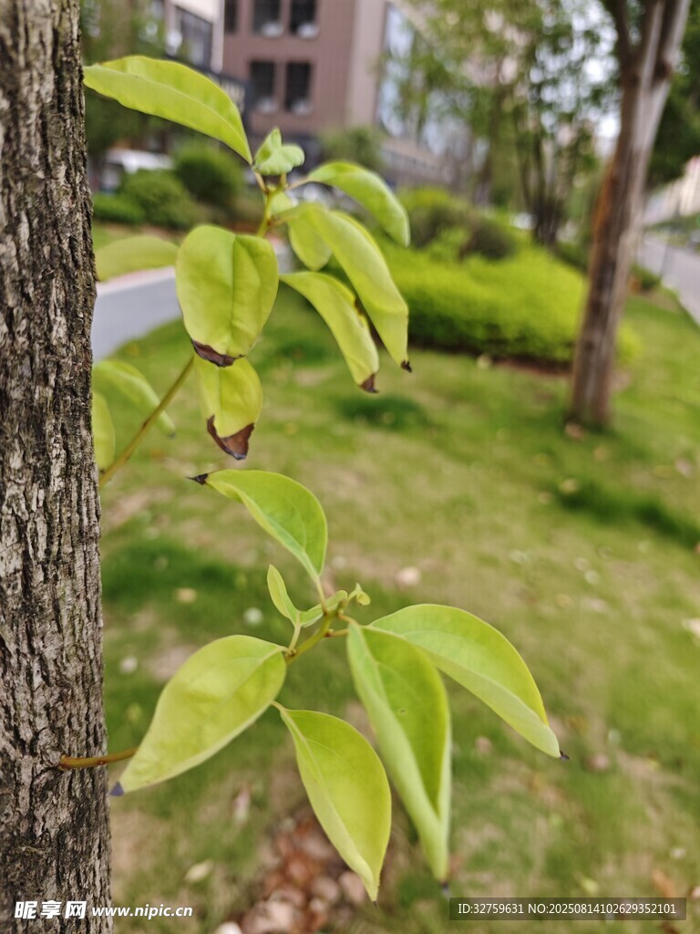 嫩绿树叶映衬下的树干