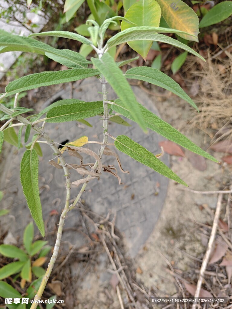 绿叶间的小鸟