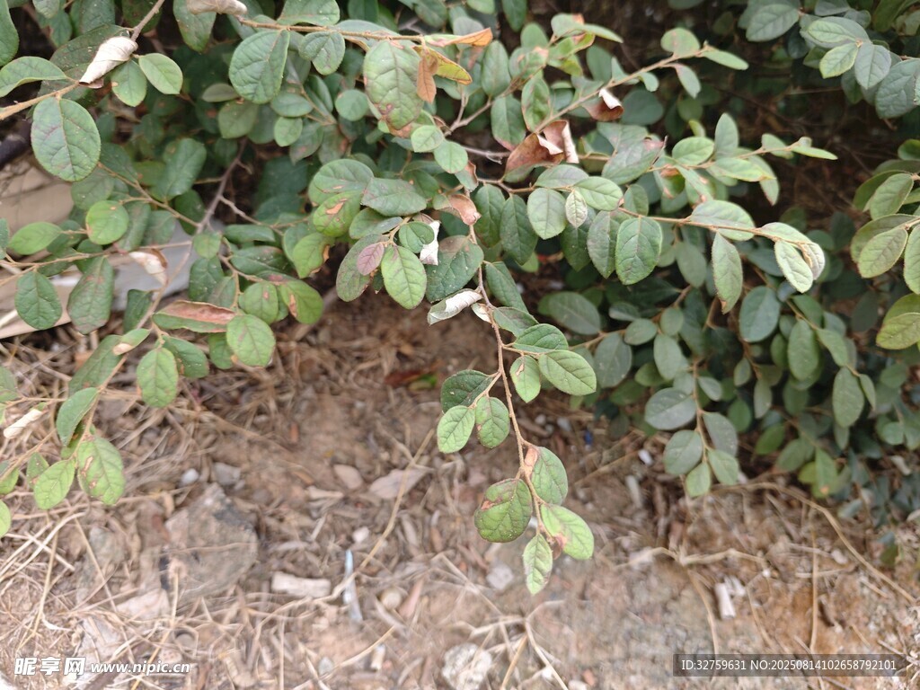 绿叶植物特写