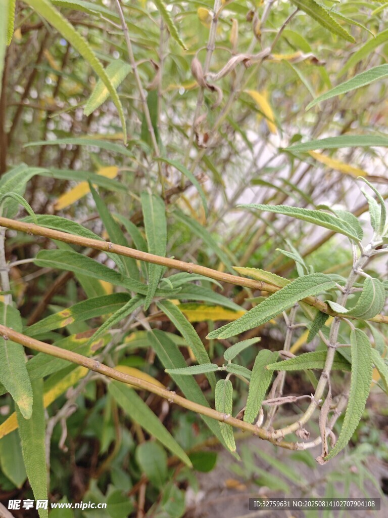 翠绿竹叶与细长竹枝