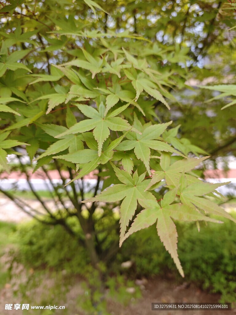 嫩绿枫叶特写