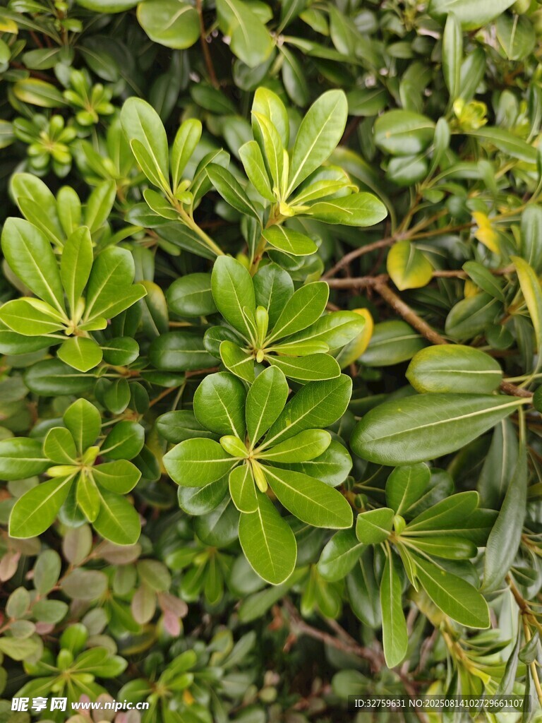 翠绿繁茂的植物叶片