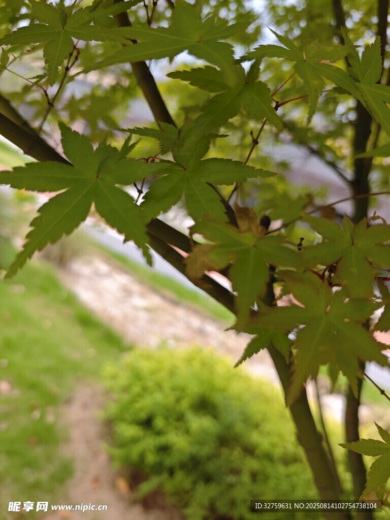 嫩绿枫叶与小径景致