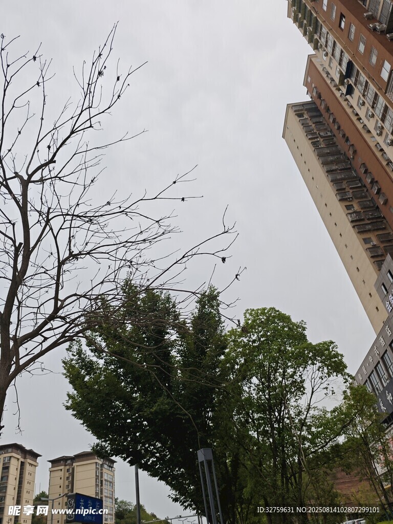 城市中树木与高楼景象