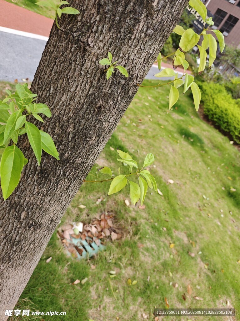 树干旁的嫩绿植物