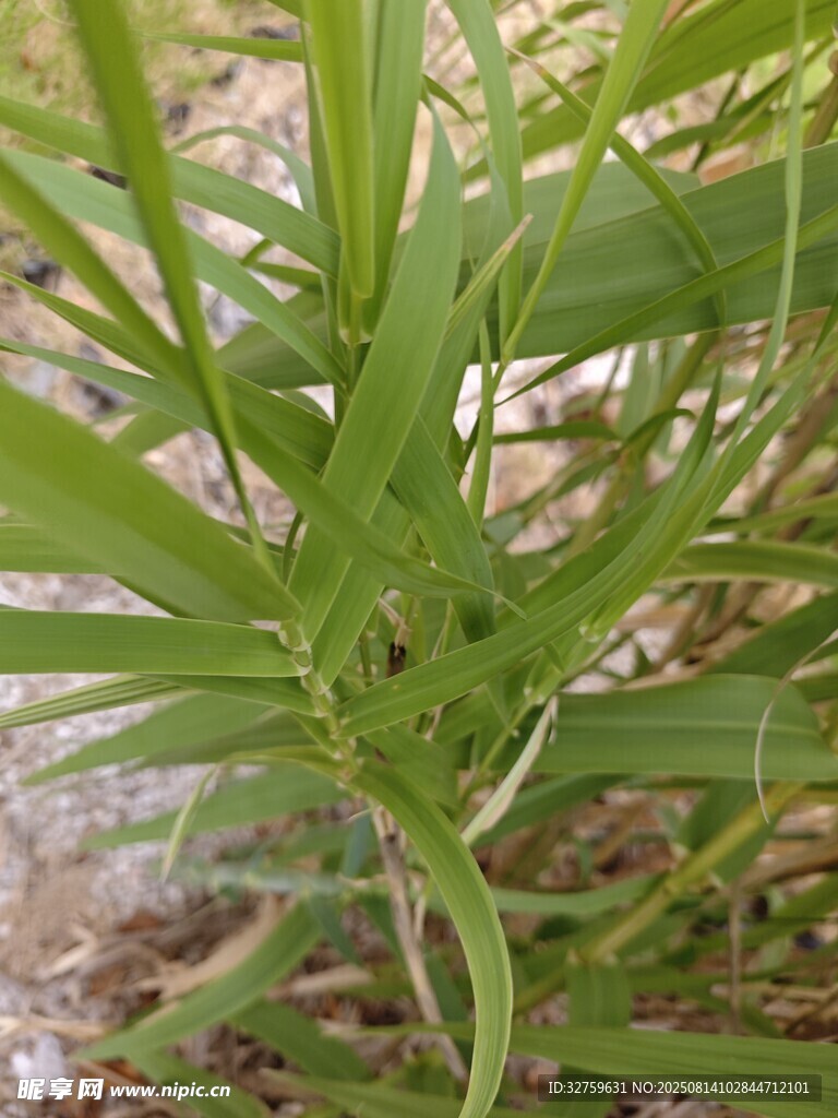 绿色植物特写