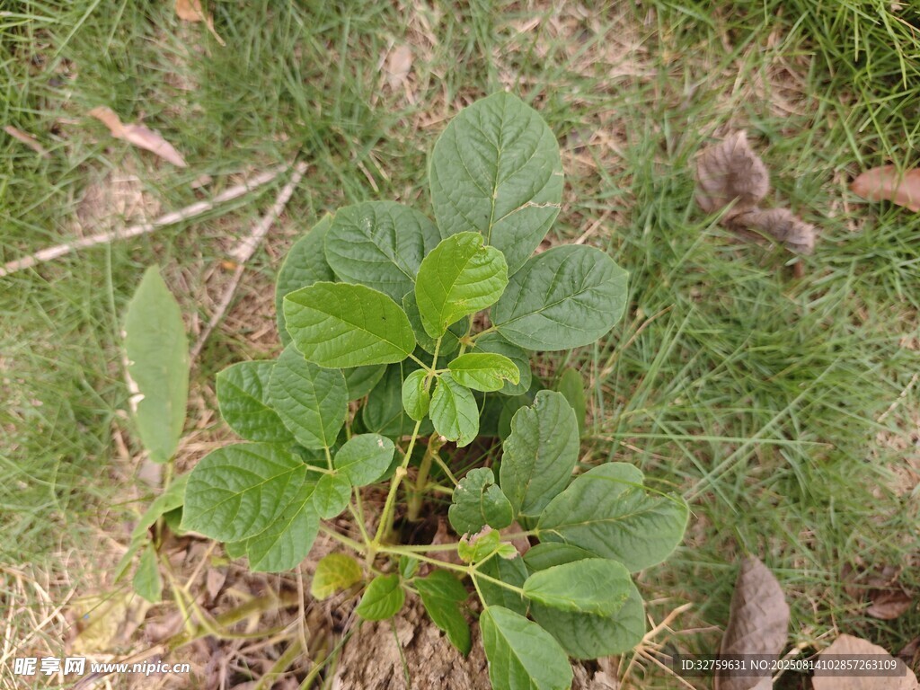绿叶植物生长于草地间