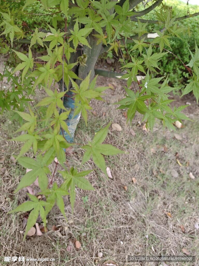 嫩绿枫树幼苗
