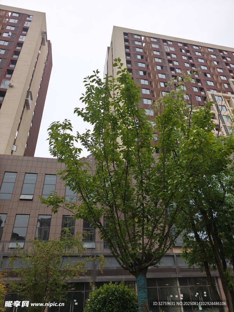 城市中高楼与绿树景观