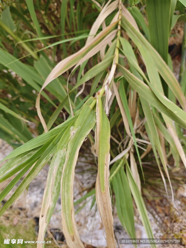 枯黄与翠绿相间的植物枝叶