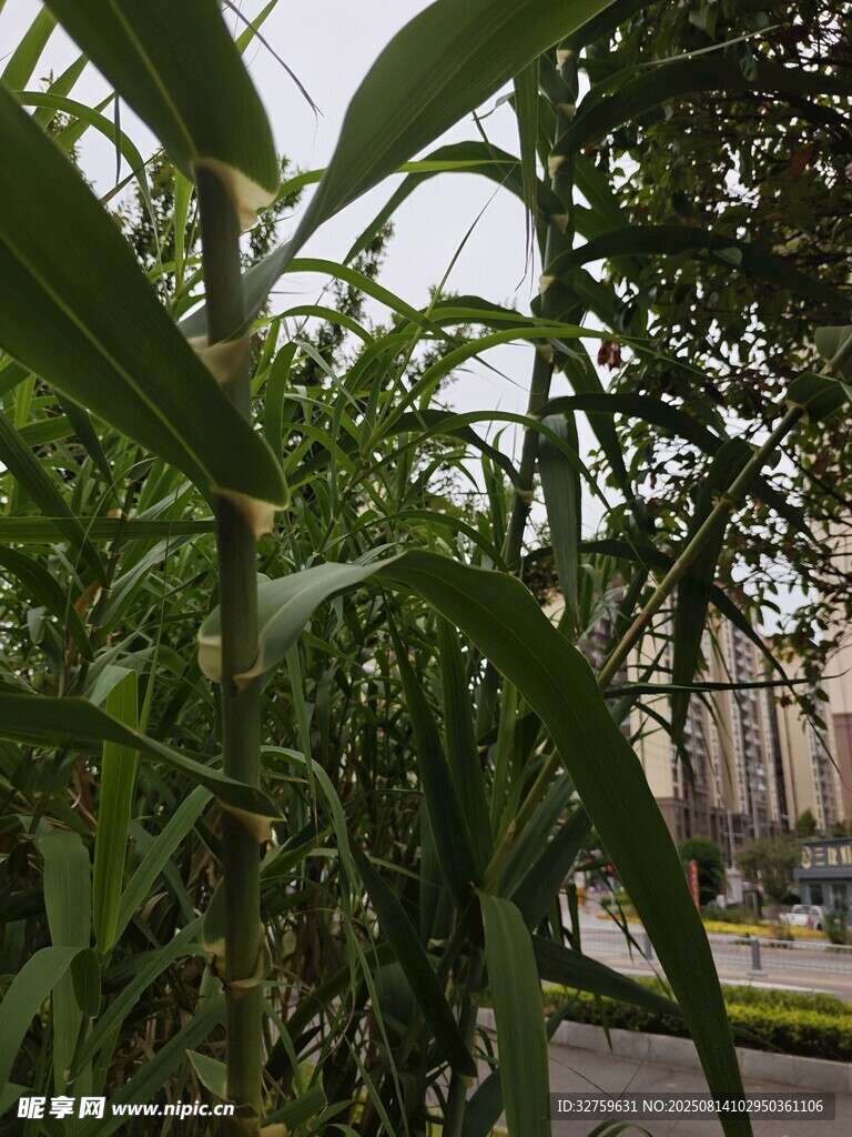 玉米植株特写