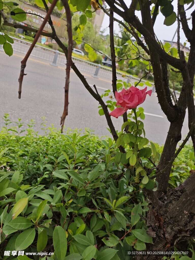 绿叶间的娇艳红花