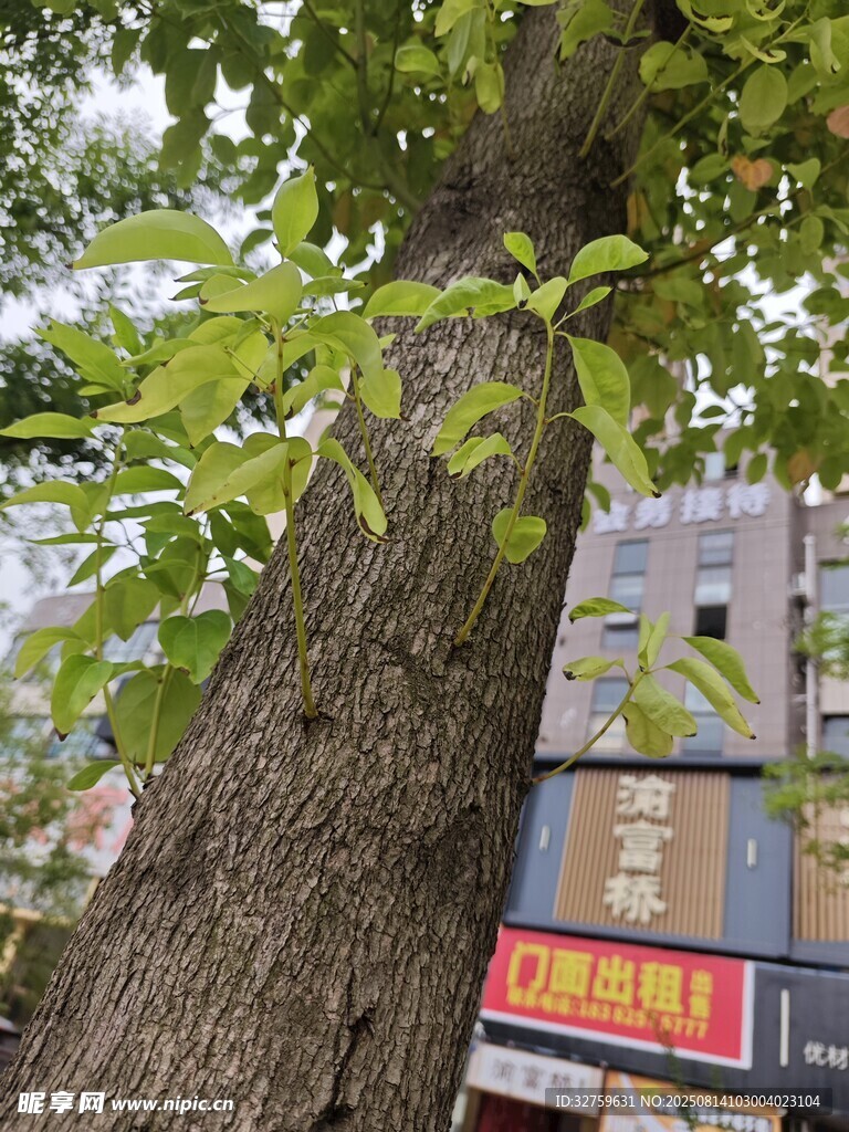 大树旁的多彩书籍