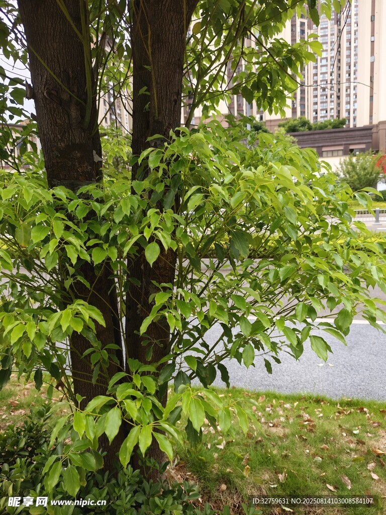 绿树成荫的河畔景致
