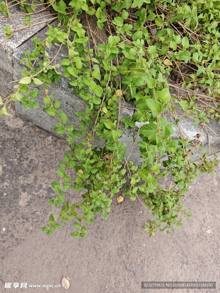 墙边绿植生机盎然