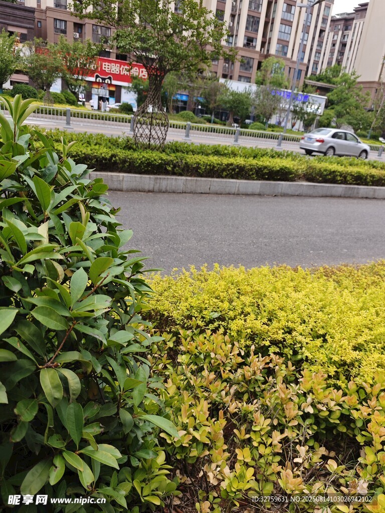 城市路边多彩绿植景观