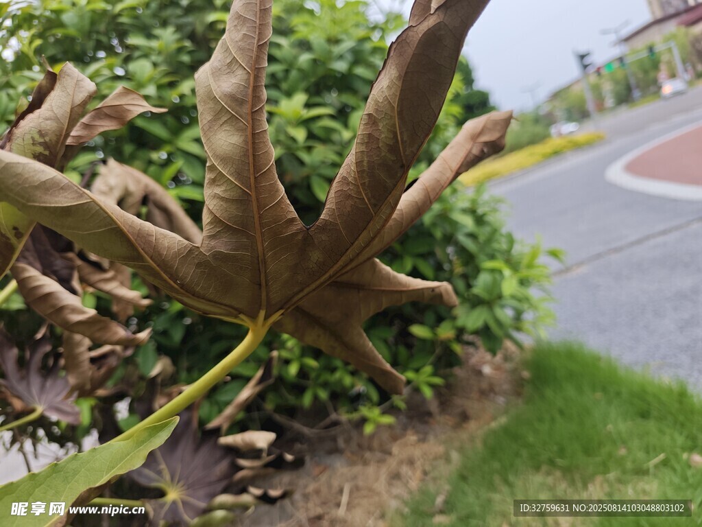 奇特植物的特写镜头