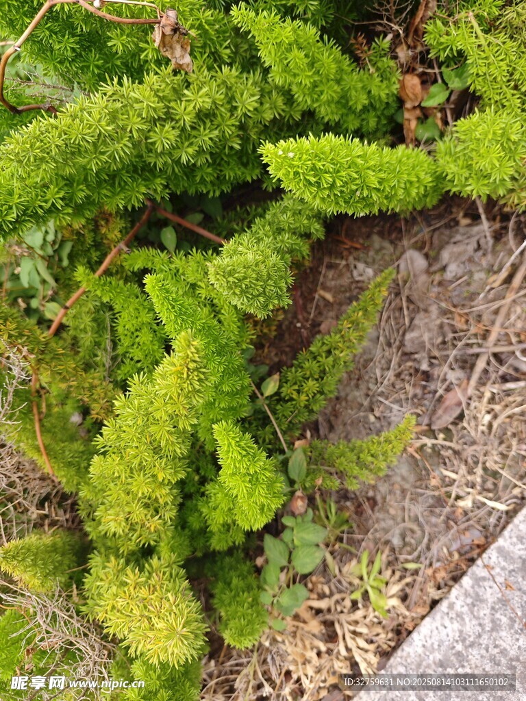 翠绿丛生植物近景