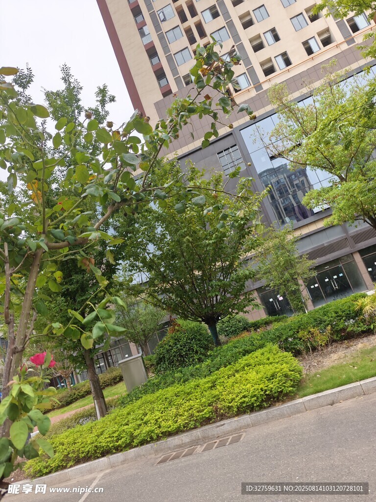城市中的绿植与高楼景观