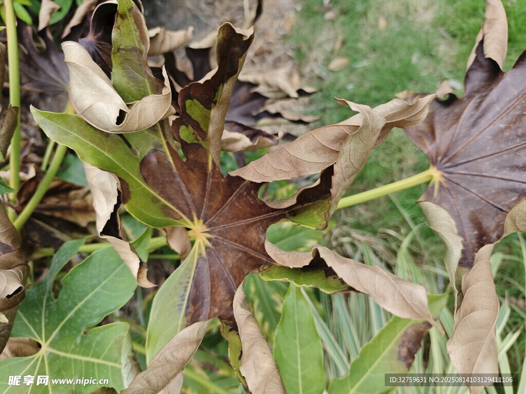 枯萎的植物叶片