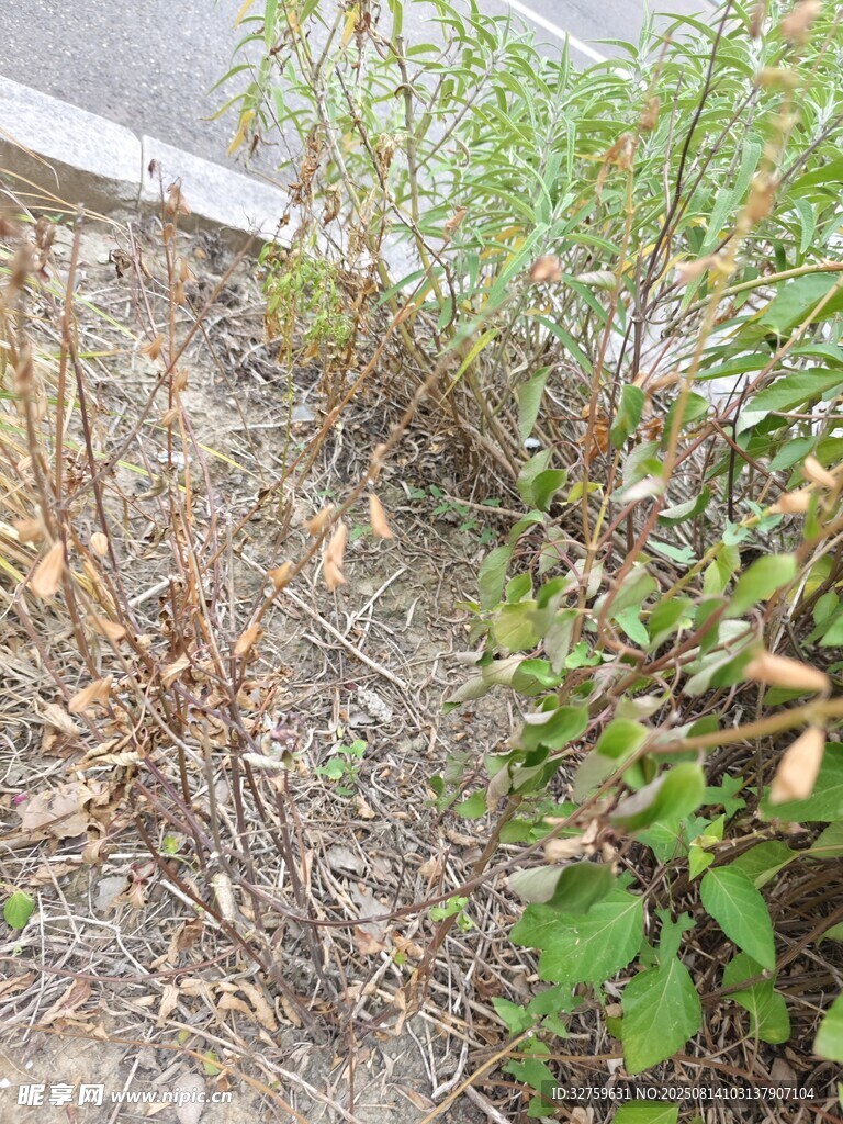 杂草丛生的荒芜角落