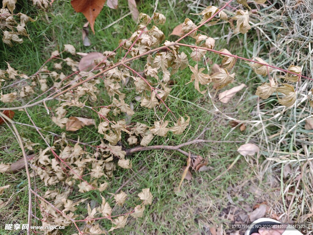 地面上的枯萎植物