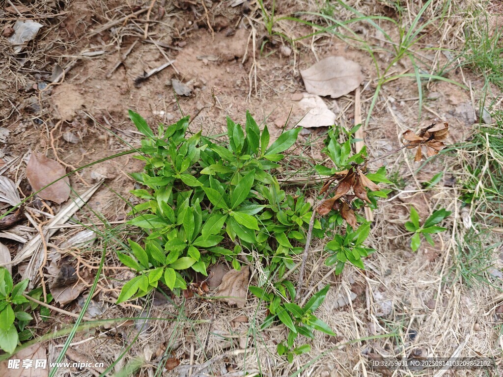 地面生长的嫩绿植物