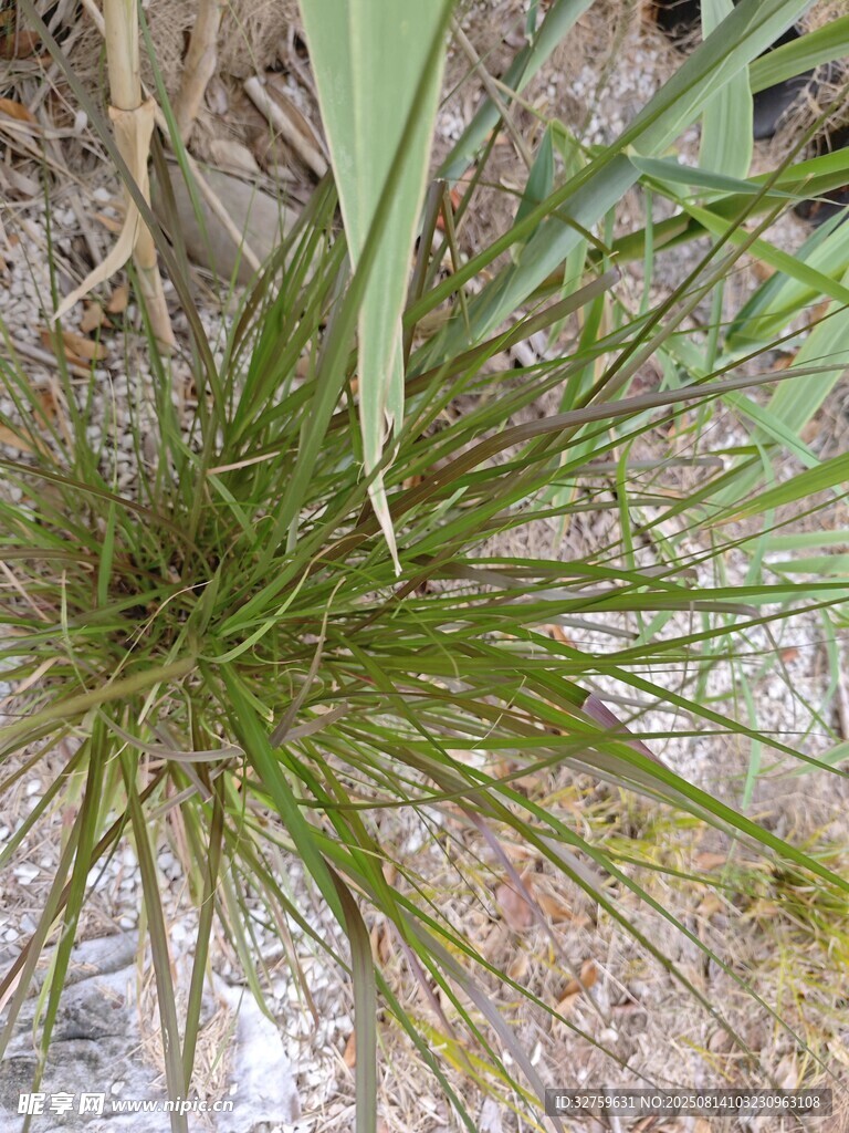 地面生长的绿色丛生小草