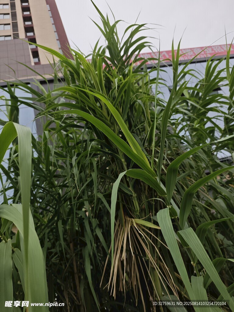 茂盛绿植