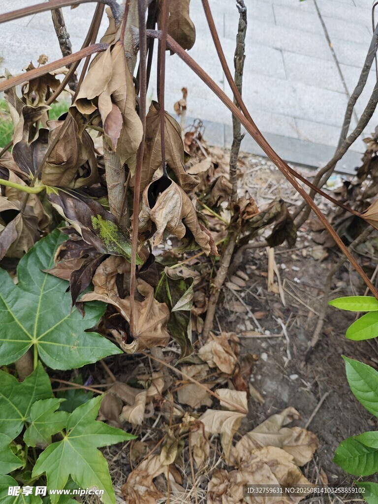 墙角枯萎植物与绿叶