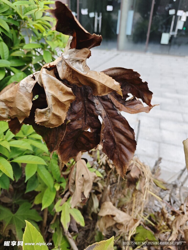 枯萎植物与绿叶对比景象