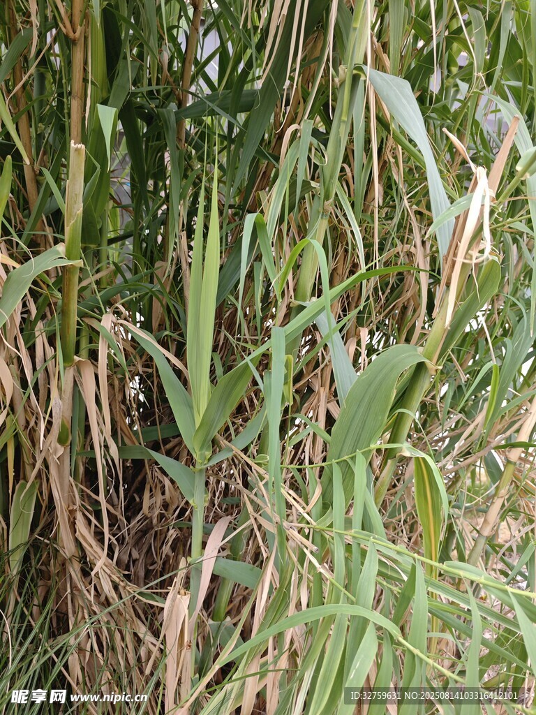 茂盛的田间绿色植物