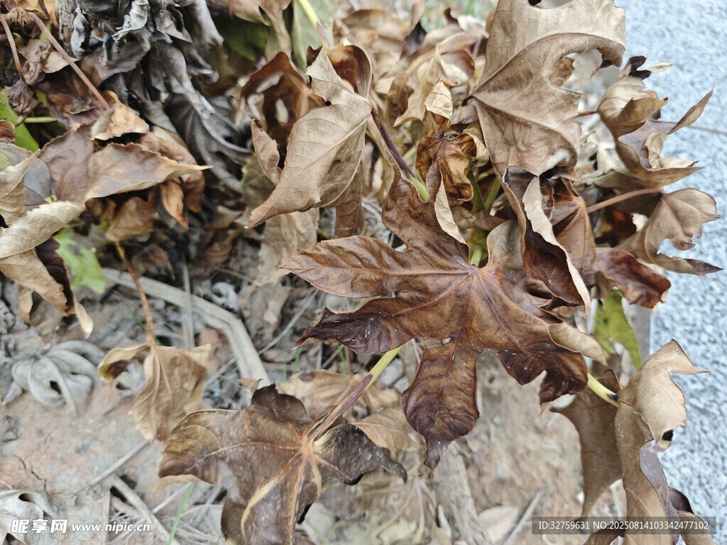 干枯树叶特写