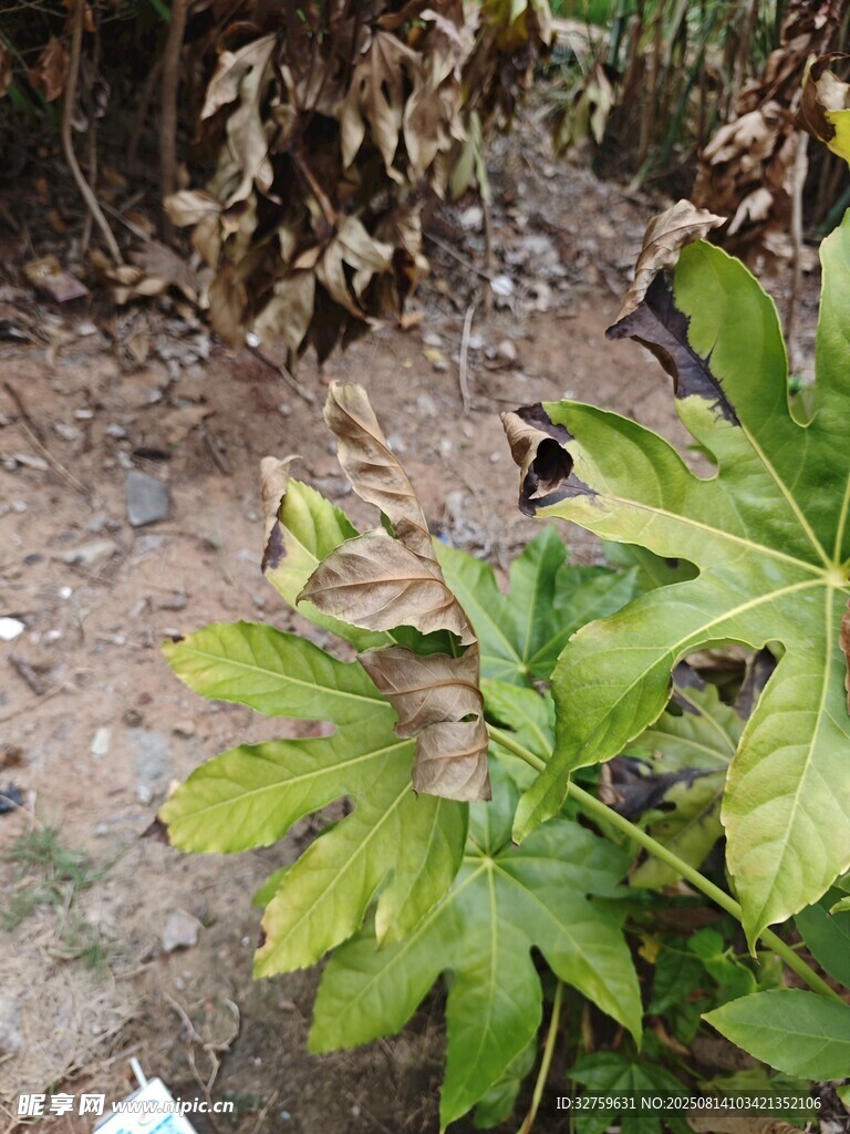 枯黄绿植