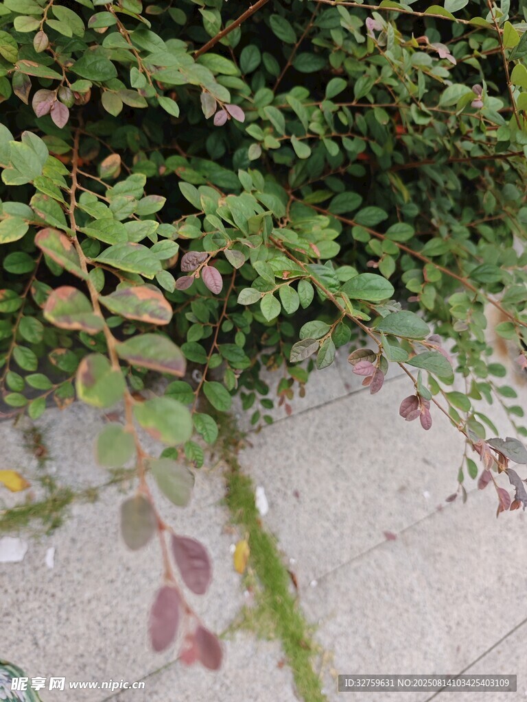 墙边蔓生植物的自然景致
