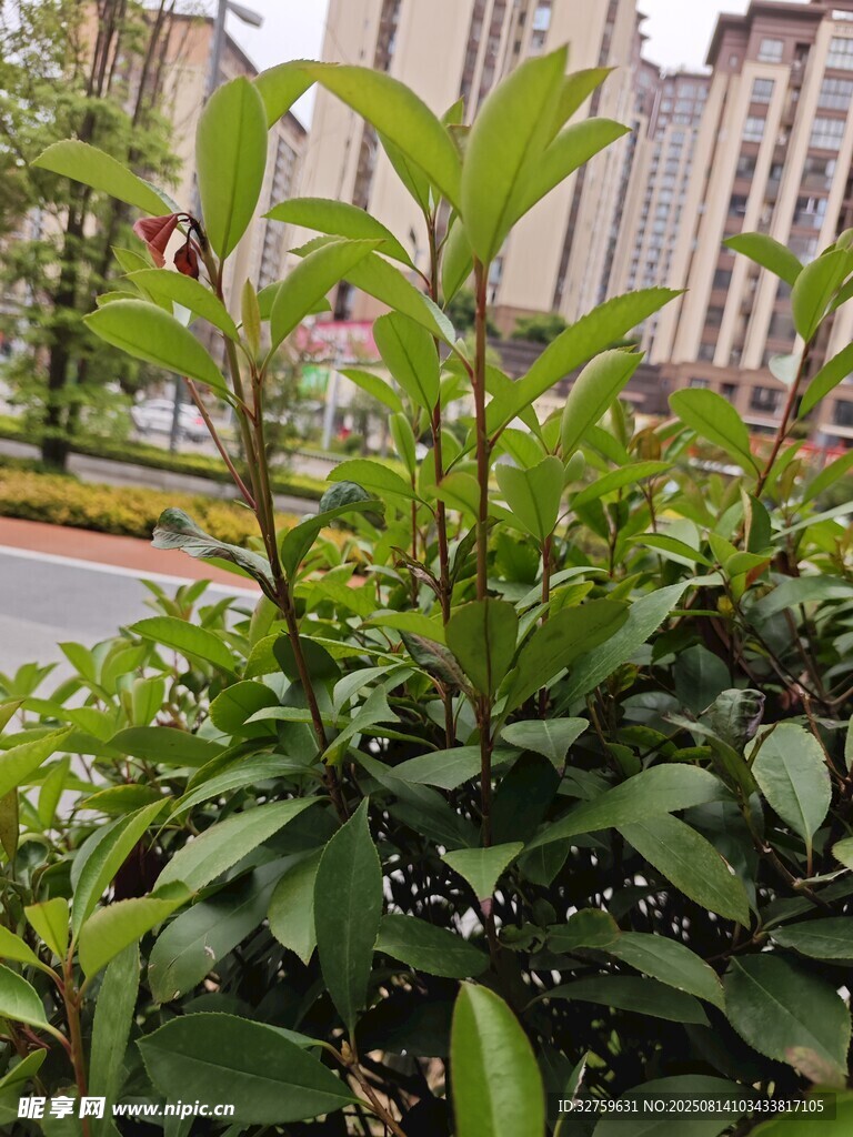 绿叶繁茂的街边绿植