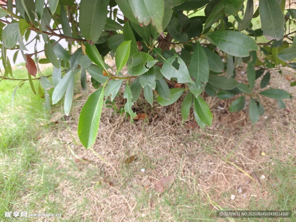 绿叶繁茂的地面植物景观